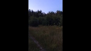 Русские гончие Розка и Шумка владелец Рева М.