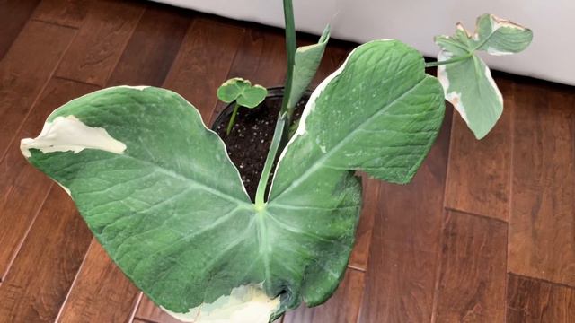 Dream Plant Haul - Part 2 Searle Brothers Nursery & Plants Will Travel USA смотреть онлайн