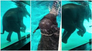 Как слоны плавают?