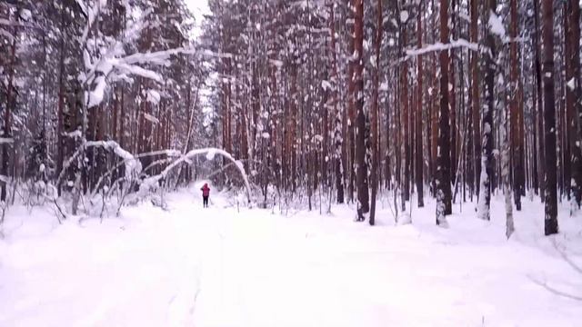 Чьи следы на снегу? | Озеро Поколево 7 февраля 2022