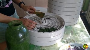 Как собирать и сушить иван-чай (кипрей). Часть 2