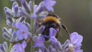 Wędrówki Kubusia: Ogród pełen lawendy (Lavender garden)