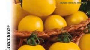 Томат Чудо света. Краткий обзор, описание характеристик, где купить семена solánum lycopérsicum