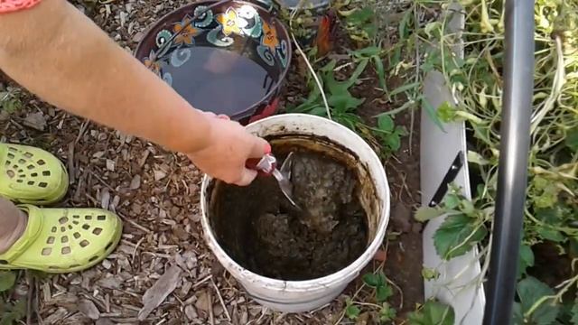 Флоксы ,удобрение куриным пометом. смотреть онлайн