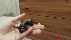 Ручная Летучая Мышь
