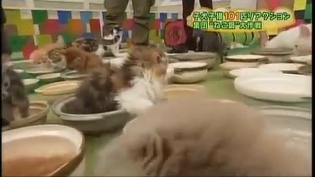 Японское котЭ-шоу! смотреть онлайн