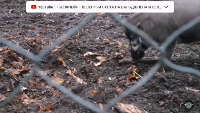 Кабаны нашей планеты!!!! смотреть онлайн