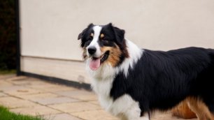Зубы и темперамент: как в Югре выбирали самых красивых собак