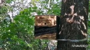 Пять роёв за один день. 14.06.2021 проверка ловушек.#пчеловодство#роеловство#