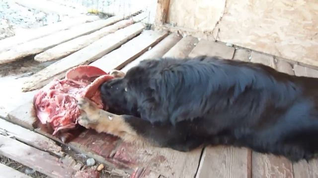 Тибетский мастиф, питомник " АЛИТЕ ". смотреть онлайн