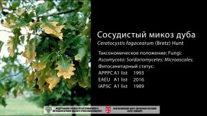 Сосудистый микоз дуба (Ceratocystis fagacearum (Bretz) Hunt)