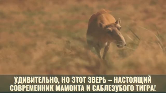 Дикая природа России смотреть онлайн