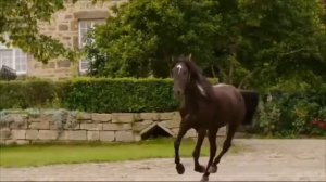 Оствинд ( восточный ветер)