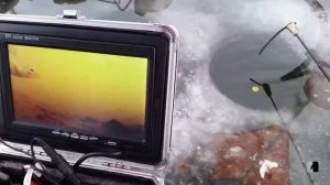 Поведение леща подо льдом. Подводные съёмки