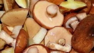 Маслята - Калорийность , польза и вред.