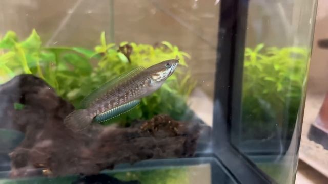【熱帯魚初心者にオススメ】小型スネークヘッドのお世話ルーティンはこんな感じ！