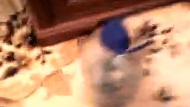 Как быстро собраться в школу/How quickly get ready for school смотреть онлайн