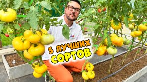 ЛУЧШИЕ СОРТОВЫЕ ТОМАТЫ. Топ 5