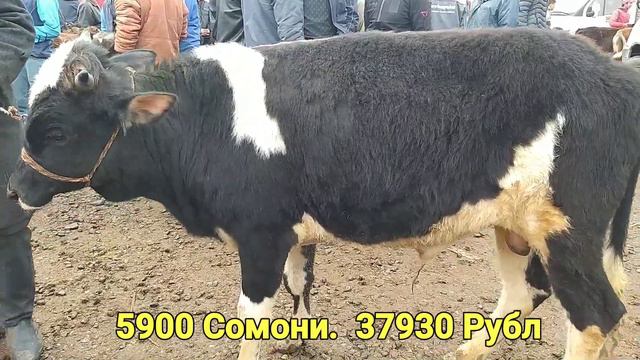 Мол Бозор Душанбе лелиниски Район Нархои букахои Калони Майда @MegaBozoR 2021