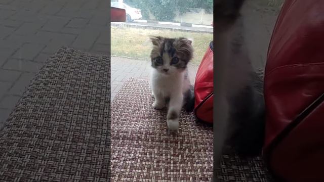 Котёнок Олежка из Геленджика ищет приют смотреть онлайн