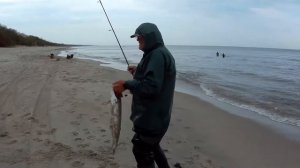 Лосось 4.2 кг / Балтийское море / Калининградская область