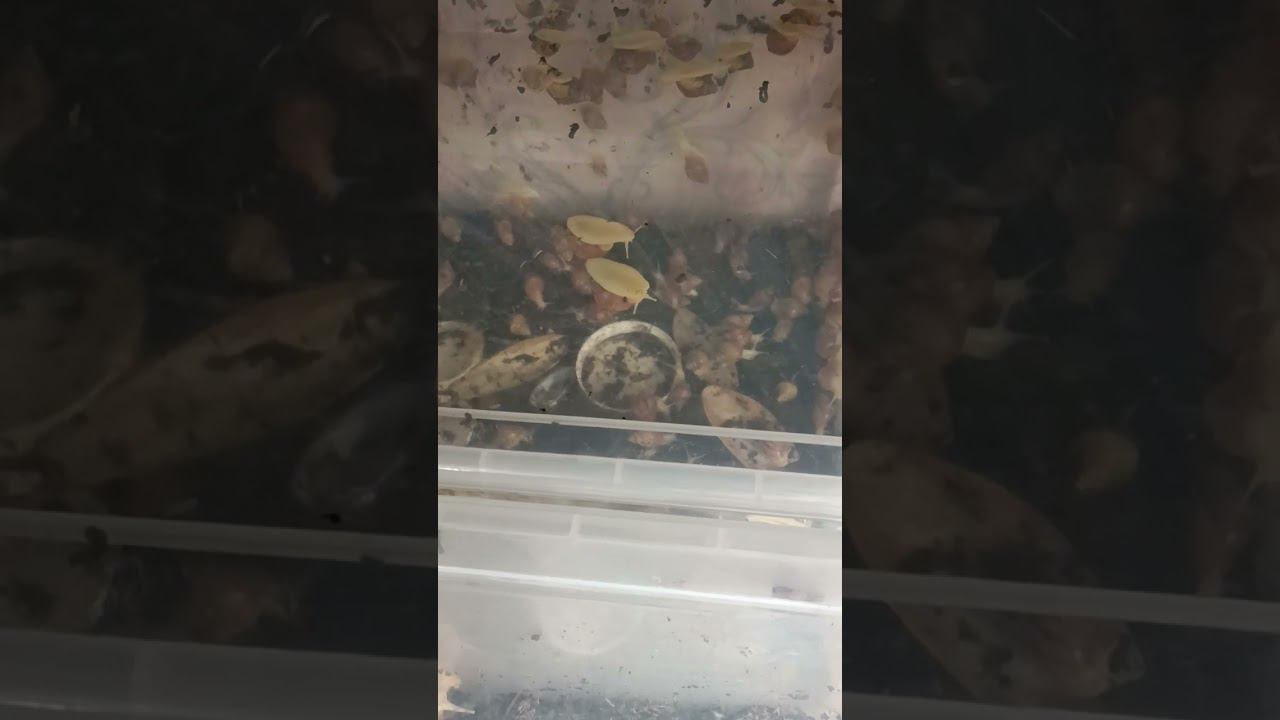 Простите я забыла вчера показать смотреть онлайн