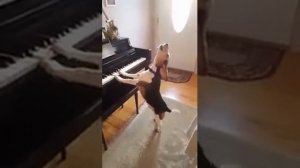 Собака играет на пианино и поет об ужасах жизни