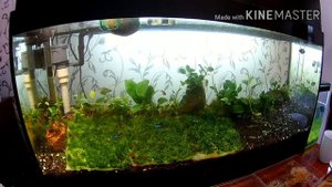 Посадка яванского мха ковром / Planting Javanese moss carpet