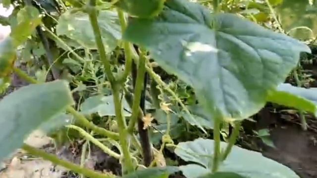 #ЕЙСК, ДАЧИ ?ДОСТРОИЛА ЦЫПЛЯТНИК. ЛЕНА, ЛЕНОЧКА И АНАТОЛИЙ -ПРИВЕЗЛИ МНЕ КОЗЫРЁК! СОБИРАЛИ УРОЖАЙ! смотреть онлайн