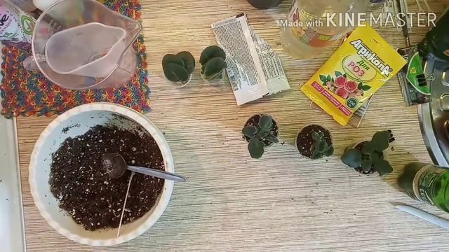 омоложение ФИАЛКИ и перевалка АНТОРИУМА смотреть онлайн