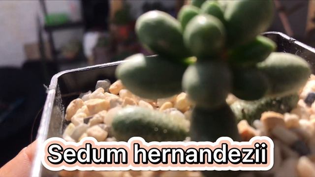 Nuevas suculentas / Mis compras que hice en las Expo смотреть онлайн