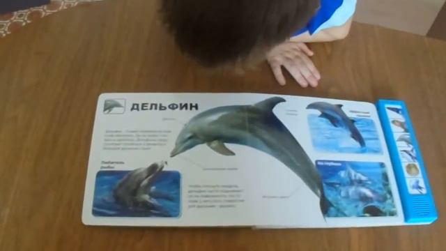ЖИВОТНЫЕ ОКЕАНА  Ocean animals