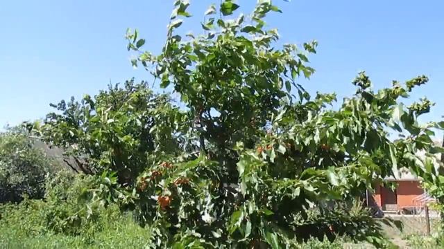 Прививка (окулировка) черешни - результат смотреть онлайн