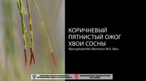 Коричневый пятнистый ожог хвои сосны (Mycosphaerella dearnessii M.E. Barr.)