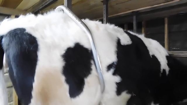 ЧТО КУПИЛА ДЛЯ КОРОВ И ТЕЛЯТ В ИНТЕРНЕТ МАГАЗИНЕ DairyShop !? САМЫЙ ЧЕСТНЫЙ ОТЗЫВ И ОБЗОР ТОВАРА!