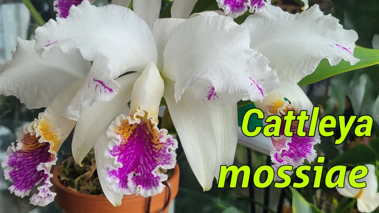 Орхидеи Cattleya mossiae