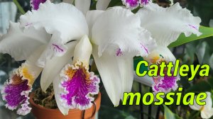 Cattleya mossiae первое домашнее цветение.