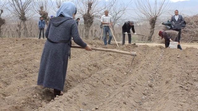 Кишти картошка чамоати А Хасанов хочагии дехконии ба номи Ибодулло Меликмуродов дар Шахринав! смотреть онлайн