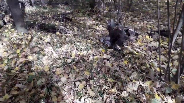 Прогулка в лесу.Тихая охота на Зонтик Пёстрый смотреть онлайн