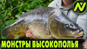 ПЕРВЫЙ ТЕСТ БОЙЛОВ VN Baits НА ВЫСОКОПОЛЬЕ! КАРПОВАЯ ЛОВЛЯ В ЖАРУ!