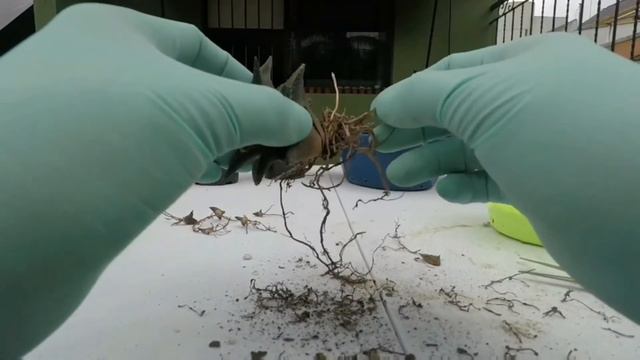 Cortando Raíces de Haworthia -345- 😱🌵☹️🌿😳 смотреть онлайн