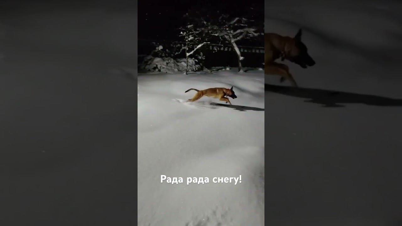 #бельгийскаяовчарка Снежный пес. Щенок и снег.Самая быстрая собака #малинуа.Собака очень любит снег.