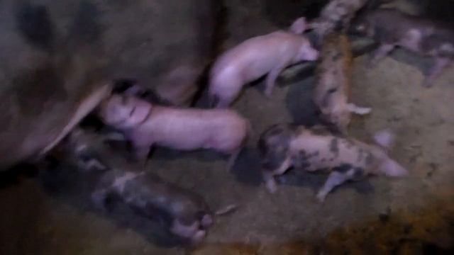 Поросята мясной породы беконного типа как бизнес,легкий уход быстрый рост без затрат времени и труд смотреть онлайн