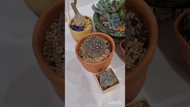 Когда пересаживать кактусы? 🌵🤔
