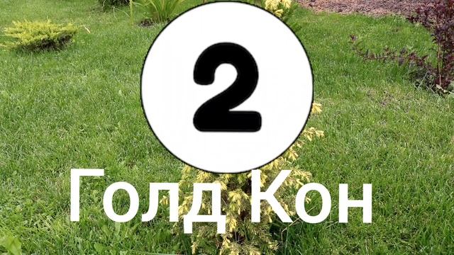 3 САМЫХ МЕДЛЕННОРАСТУЩИХ МОЖЖЕВЕЛЬНИКА В МОЖЖЕВЕЛОВОМ САДУ? ОСЕНЬ 2022ГОДА. смотреть онлайн