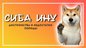 Сиба Ину описание породы Плюсы и минусы породы!