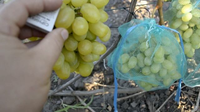 Виноград  велика, ландыш, фуршетный