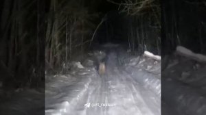 Амурский тигр вышел к людям в Приморском крае