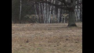 Охота на ЛИС с манком!!   ВИДЕО с прицела PARD DS35-70 LRF !!