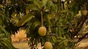 Манго | how mango grows | как растет и чем полезно
